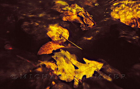 Submerged Leaves, Sipsey Wilderness, Alabama