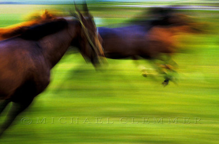 Horses Released from Stall, Vermont