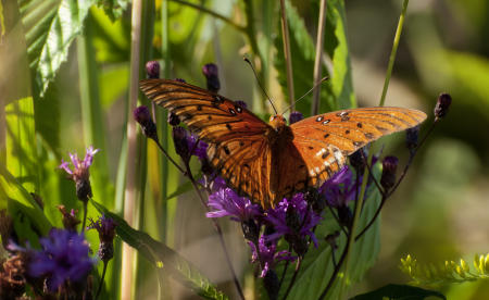 Gulf Fritillary Butterfly, Silver Lakes, Robert Trent Jones Golf Trail, Glencoe, AL