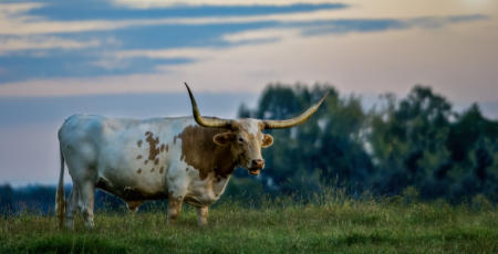 FarmLinks Longhorn ~ Pursell Farms/Escalante Golf, Sylacauga, AL